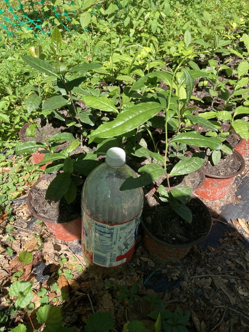 Camellia sinensis tea plants in 1-gallon pots