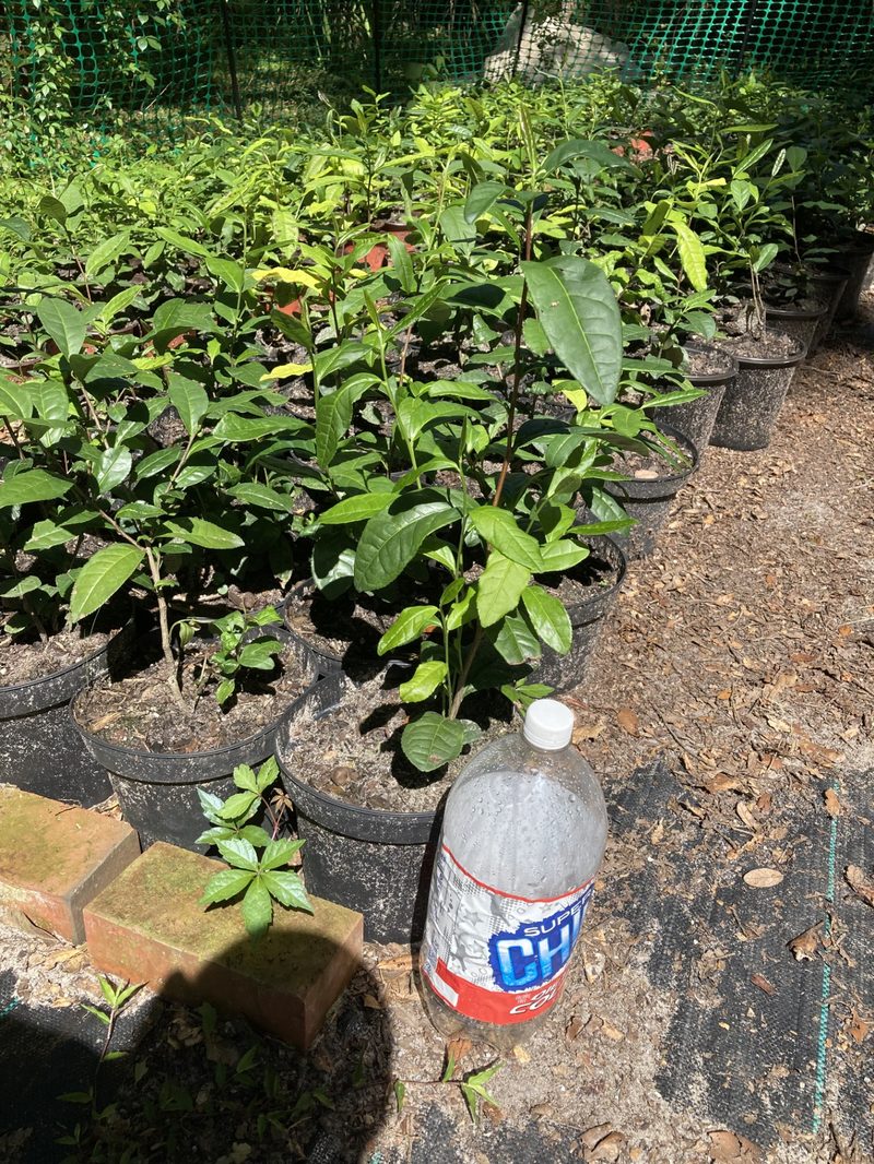 Camellia sinensis tea plants in 2-gallon pots