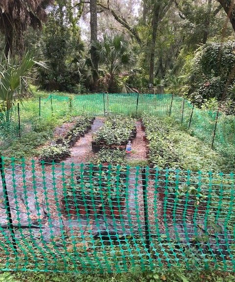 Rows of young Camellia sinensis tea plants in nursery pots at Florida Tea in Trenton