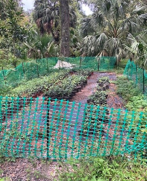 Outdoor Florida Tea nursery yard with potted tea plants under a north-central Florida tree canopy