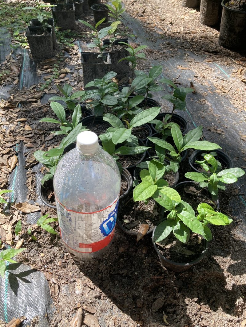 Camellia sinensis seedlings in small nursery pots
